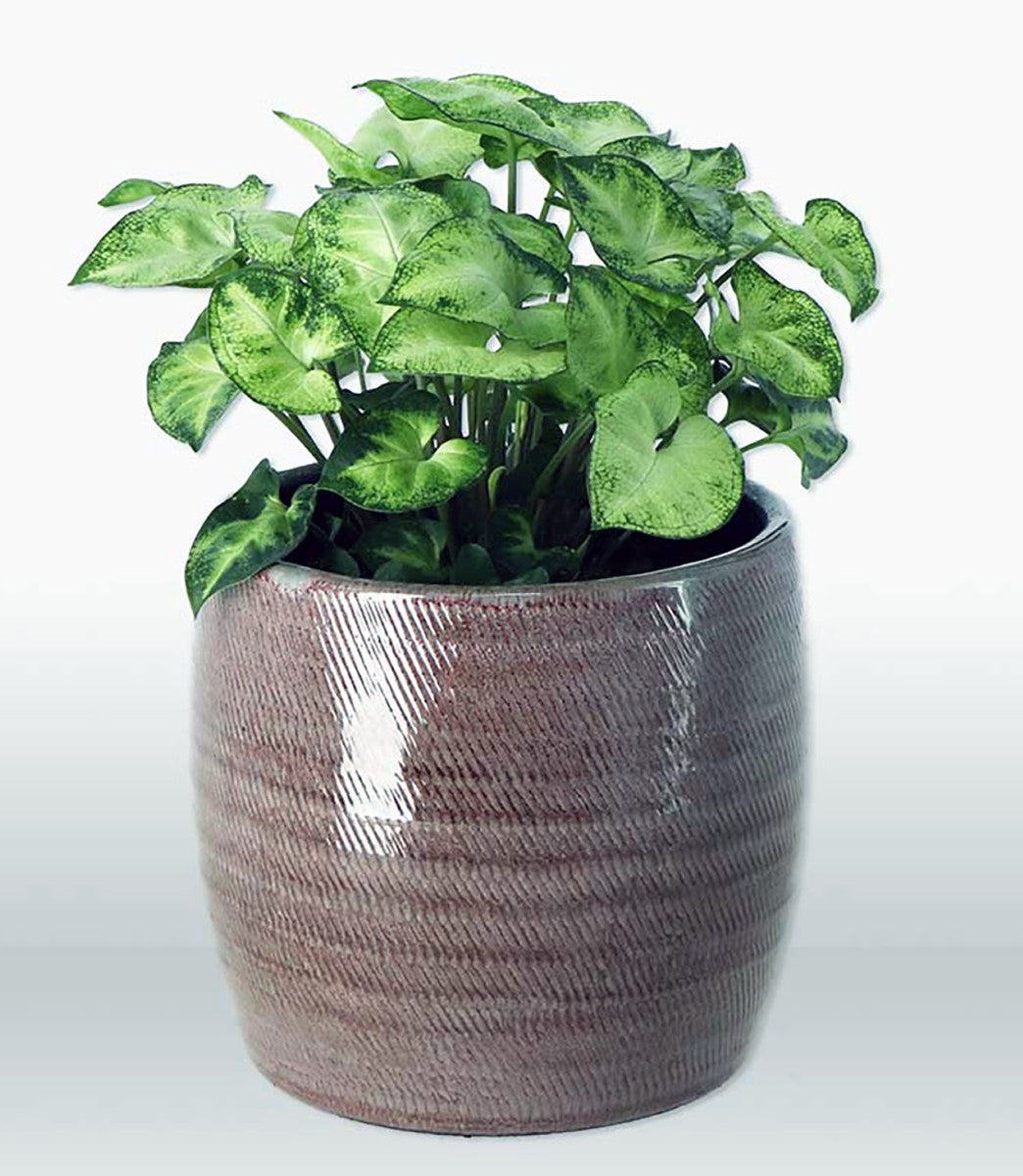 Syngonium podophyllum - PIXIE