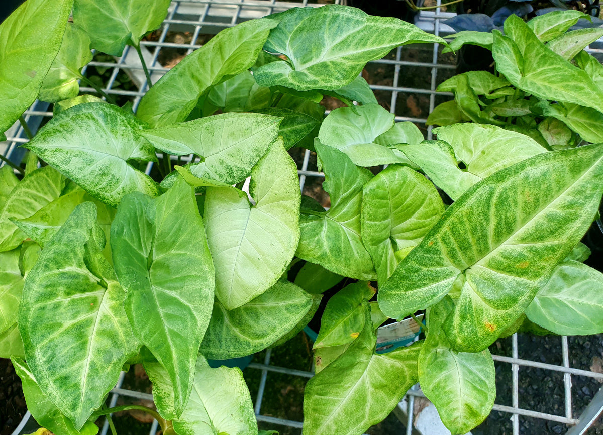 Syngonium podophyllum - WHITE BUTTERFLY
