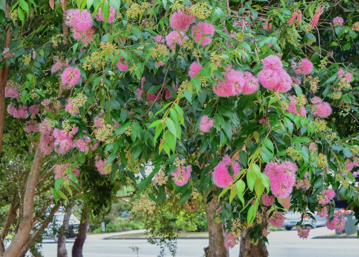 Syzygium wilsonii x luehmannii - CASCADE - Lilly Pilly