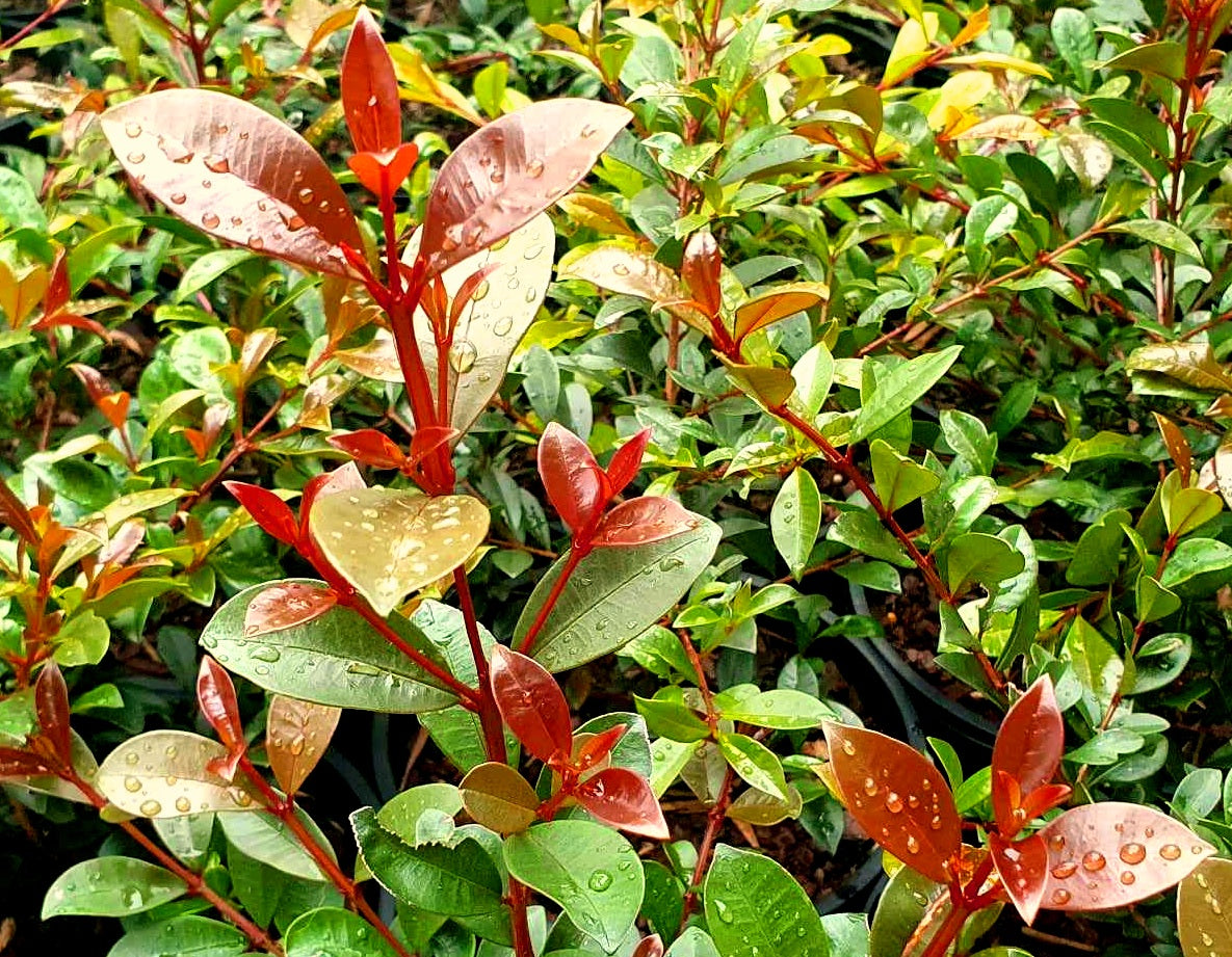 Syzygium australe - SILLY PILLY - Lilly Pilly