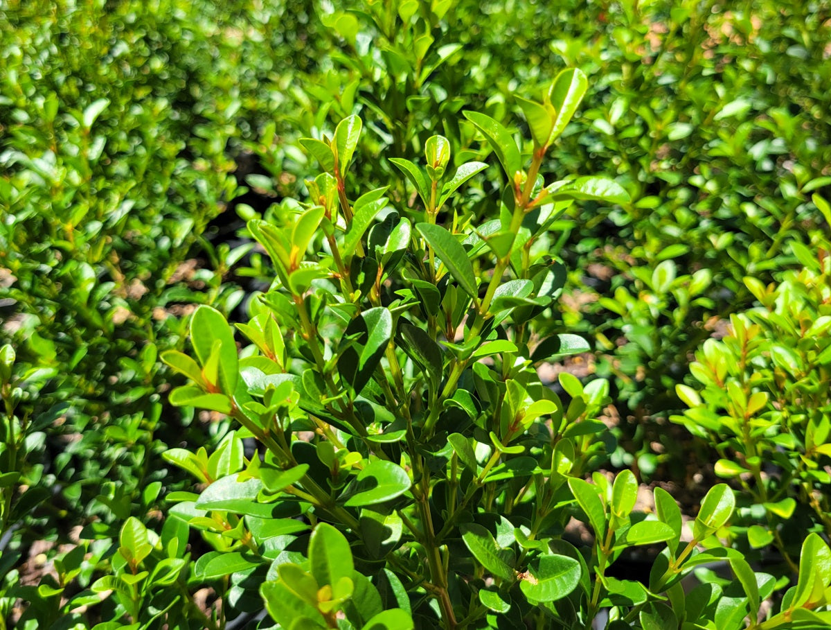 Syzygium australe - TWISTER SISTER - Lilly Pilly