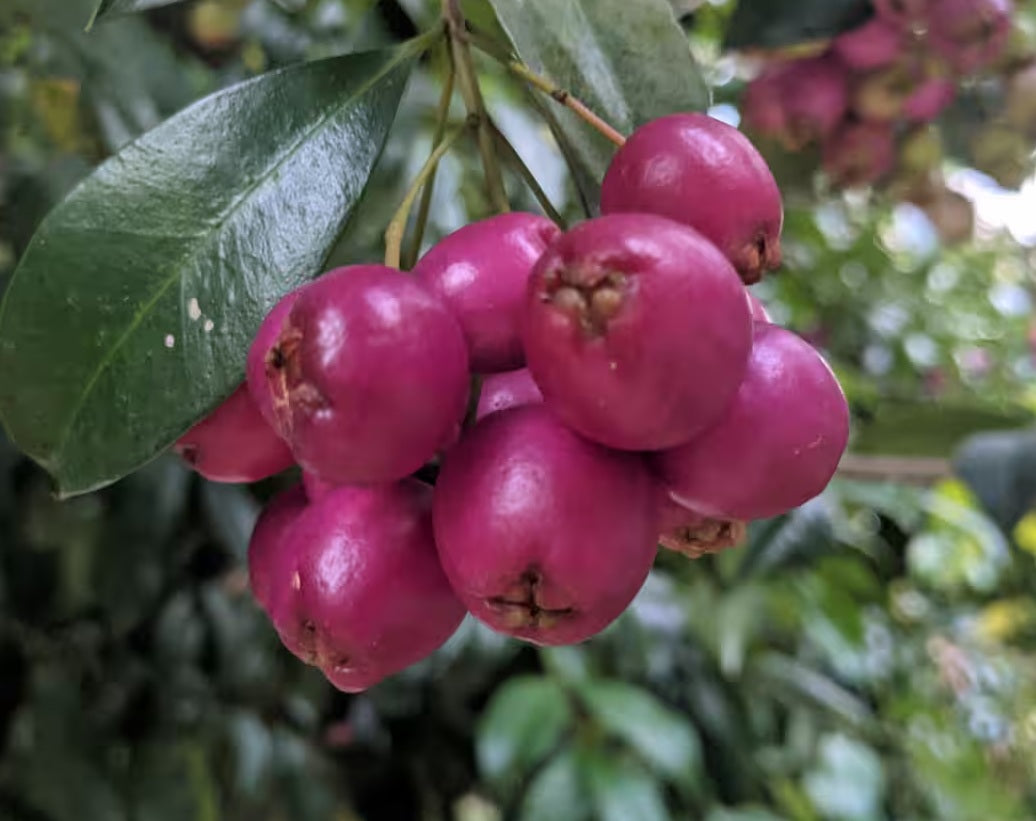 Syzygium australe - Fruiting Lilly Pilly Seed-Grown