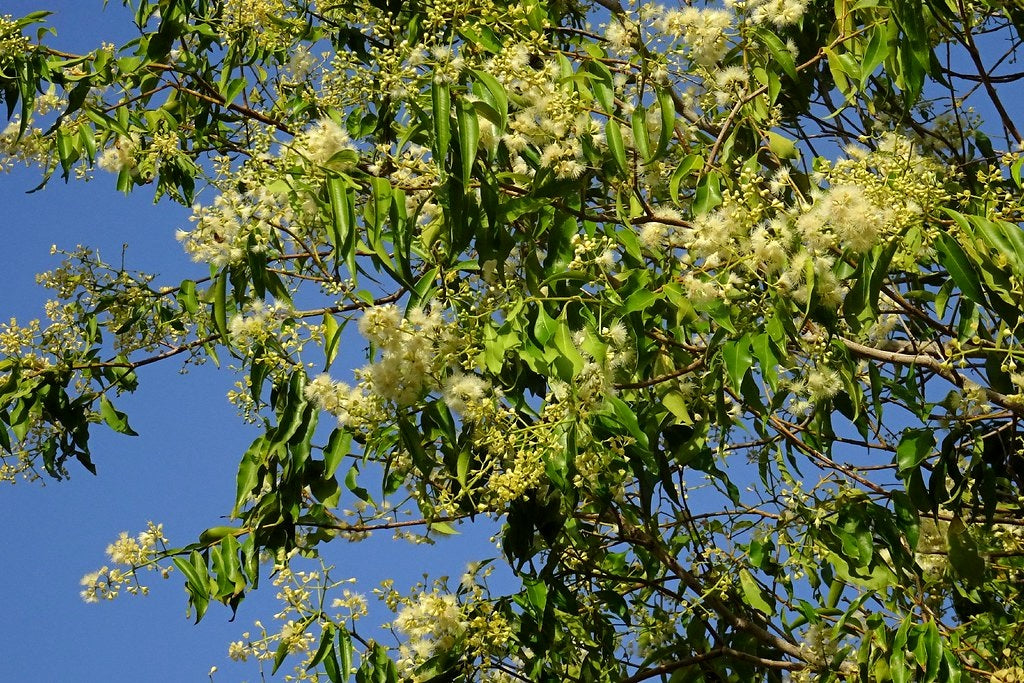 Syzygium floribundum - Weeping Lilly Pilly