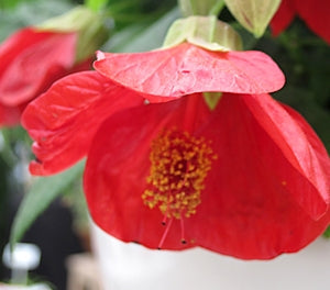 Abutilon - Lucky Lantern™ RED - Indian Mallow 'Nuabred' PBR