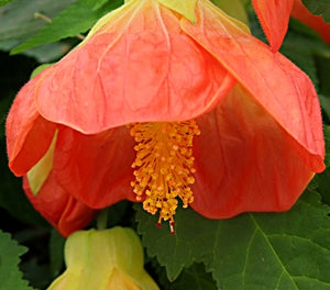 Abutilon - Lucky Lantern™ TANGERINE - Indian Mallow 'Nuabtang' PBR