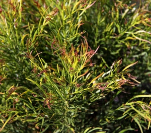 Acacia cognata - WINTER FLAME - Bower Wattle