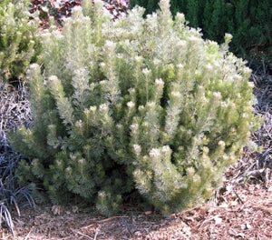 Adenanthos sericeus - SILVER SILK - Woolly Bush