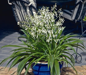 Arthropodium cirratum - TE PUNA - Dwarf Renga Rock Lily