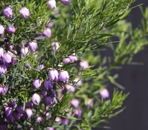 Boronia heterophylla - BLUE WAVES - 'Blue Waves' PBR