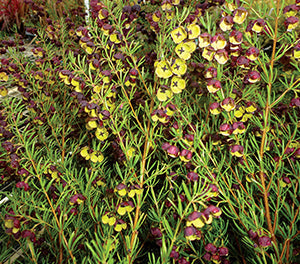 Boronia megastigma - DARK PRINCE - Brown Boronia 'Dark Prince' PBR