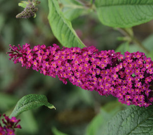 Buddleja davidii - CRANRAZZ - Butterfly Bush