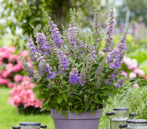Buddleja davidii - HIGH FIVE PURPLE - Butterfly Bush