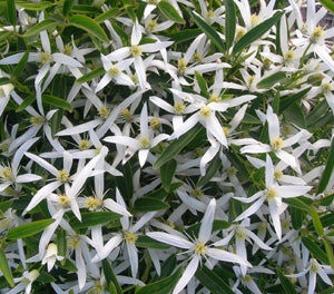 Clematis - SOUTHERN STARS