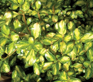 Coprosma repens - LEMON AND LIME - Mirror Bush 'Lemon and Lime' PBR