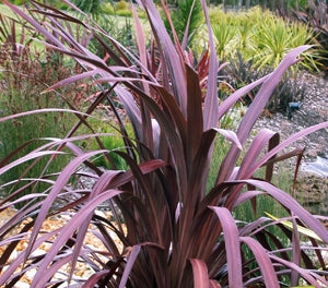 Cordyline australis - CABERNETT - Ti Kouka