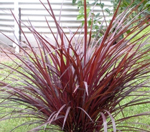 Cordyline australis - DESIGNER BURGUNDY - Ti Kouka