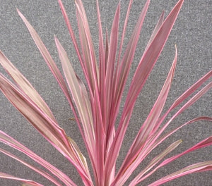 Cordyline australis - PINK PASSION - Ti Kouka 'Seipin' PBR