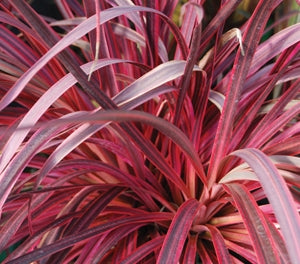 Cordyline australis - SALSA - Ti Kouka 'Salsa' PBR