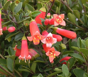 Correa pulchella - ORANGE GLOW - Salmon Native Fuchsia