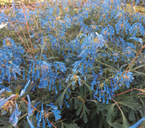 Corydalis flexuosa - PORCELAIN BLUE - Fumewort