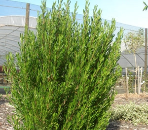 Dodonaea viscosa - MR GREEN SHEEN - Hop Bush 'Mr Green Sheen' PBR