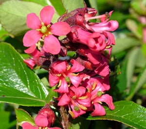 Escallonia x langleyensis - RED KNIGHT