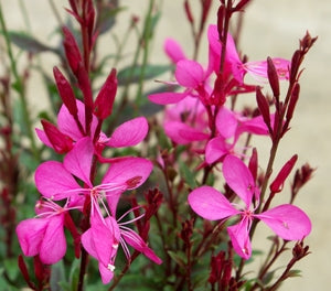 Oenothera lindheimeri - BABY BUTTERFLIES ROSE - Butterfly Bush Gaura