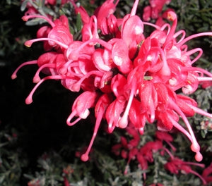 Grevillea lavandulacea - BILLY WINGS - Lavender Grevillea