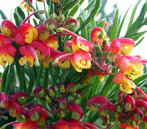 Grevillea alpina x rosmarinifolia - BONNIE PRINCE CHARLIE - Alpine Rosemary Grevillea