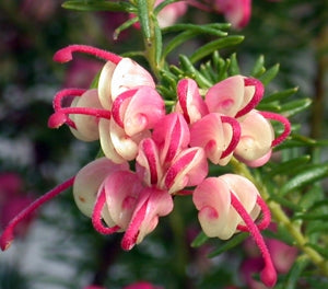 Grevillea lanigera - DWARF GREENCAPE - Woolly Grevillea