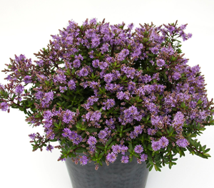 Veronica - VIOLET CUSHION - Hebe