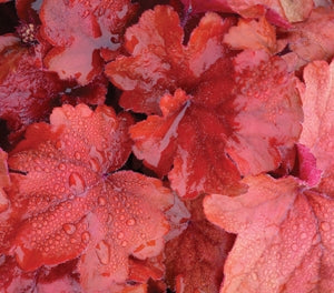 Heuchera - FIRE ALARM - Coral Bells
