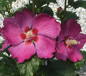 Hibiscus syriacus - Summer Sensations SINGLE PINK - Rose of Sharon