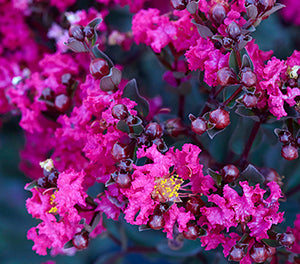 Lagerstroemia indica - Diamonds in the Dark® MYSTIC MAGENTA - Crepe Myrtle 'CAP11' PBR
