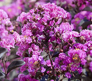 Lagerstroemia indica - Diamonds in the Dark® PURELY PURPLE - Crepe Myrtle 'CAP18' PBR