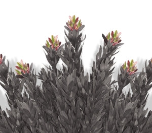Leucadendron laureolum x salignum - EBONY - Golden Sunshine Conebush 'Ebony' PBR