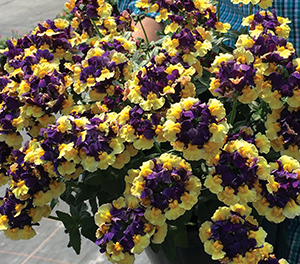Nemesia - PLUM AND CUSTARD - Cape Jewel