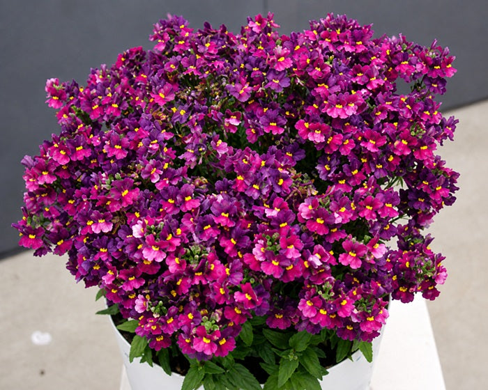 Nemesia - SUGARBERRY - Cape Jewel