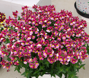 Nemesia - STRAWBERRY - Cape Jewel