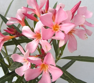 Nerium oleander - ISABELLA - Oleander