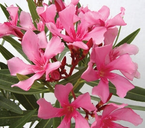 Nerium oleander - LOLITA - Oleander