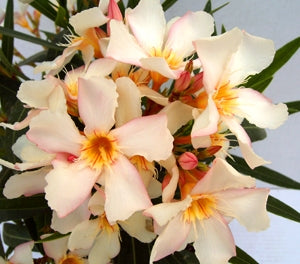 Nerium oleander - SOFIA - Oleander