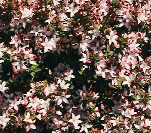 Philotheca buxifolia - CASCADE OF STARS - Box-Leaf Waxflower