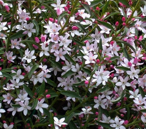 Philotheca myoporoides - WINTER ROUGE - Long-Leaf Waxflower