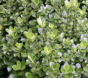 Pittosporum tenuifolium - STEPHENS ISLAND - Kohuhu