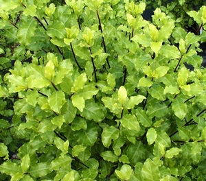 Pittosporum tenuifolium - TASMAN RUFFLES - Kohuhu
