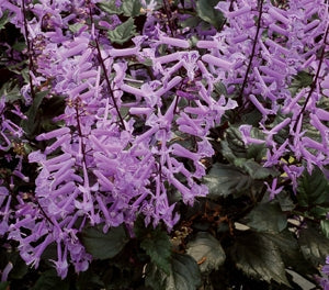 Plectranthus saccatus - Velvet™ ELVIS - Porch Jacaranda 'Velvet Elvis' PBR
