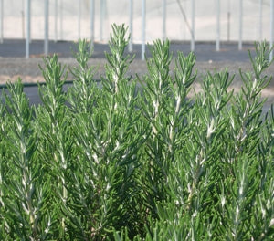 Rosemary - CHEFS CHOICE - Salvia rosmarinus