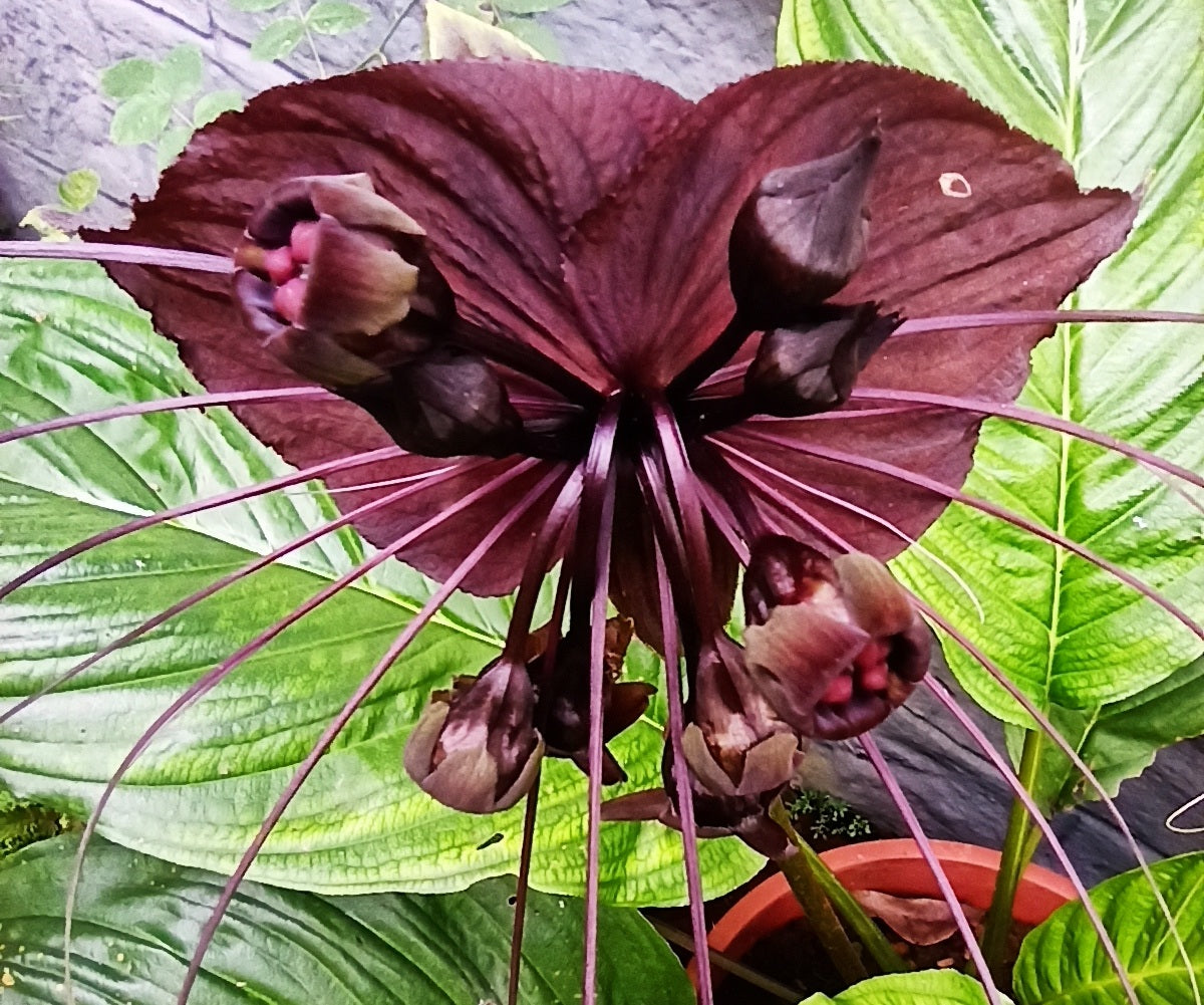 Tacca chantrieri - Black Bat Plant