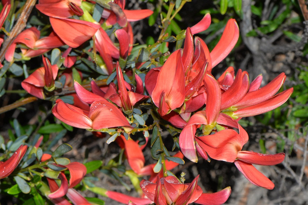 Templetonia retusa - Cockies Tongue